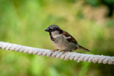 Close-up of bird perching on rope