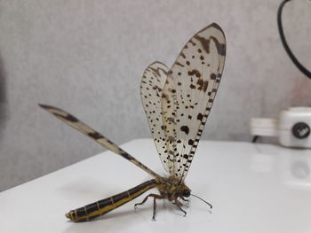 Close-up of butterfly on wall