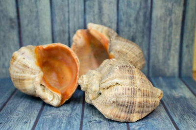 Close-up of shells on table