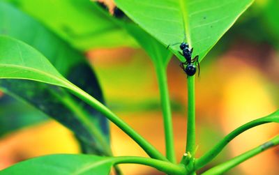 Close- up of black ants on green leaves