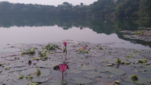 Scenic view of lake