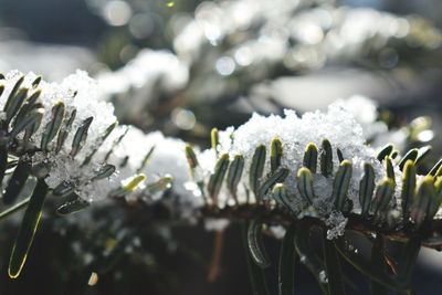 Close-up of frozen plant