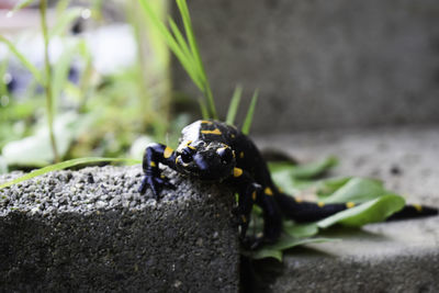 Close-up of insect on rock