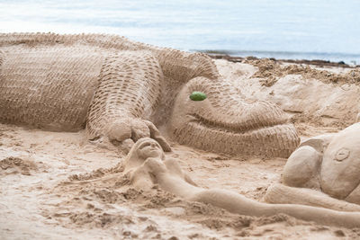 View of lion relaxing on beach