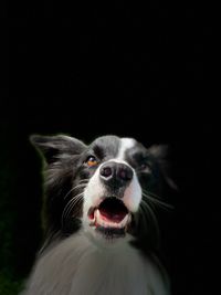 Close-up of a dog over black background