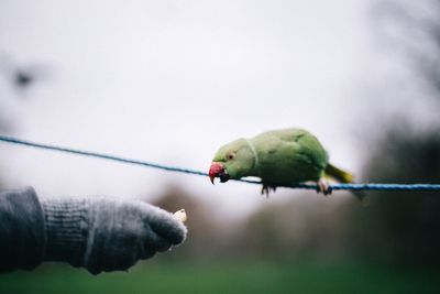 Person feeding parrot