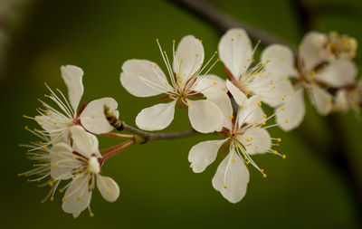 Close-up of white flowers