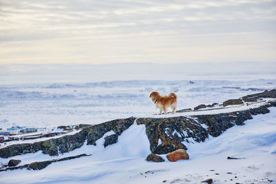 Dog by sea against sky during winter