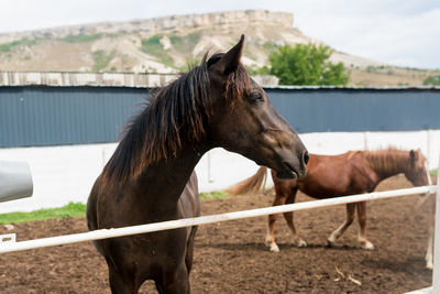 Horse standing in ranch