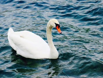 High angle view of swan swimming on lake