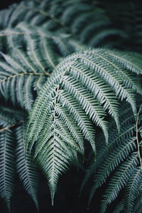 Close-up of fern leaves