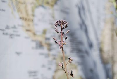 Close-up of flowering plant