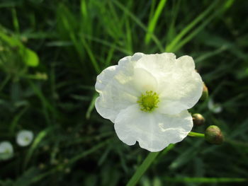 Close-up of white flower blooming outdoors