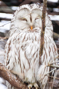 Close-up portrait of owl