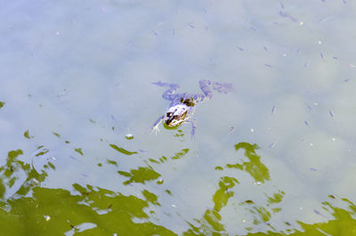 High angle view of fish swimming in lake