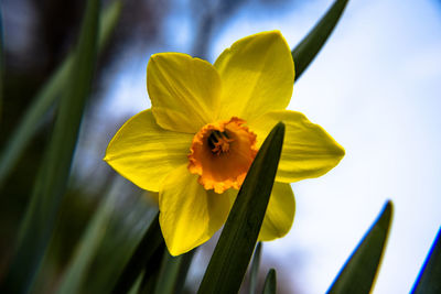 Close up of a narcissus flower