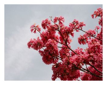 Low angle view of cherry blossoms in spring