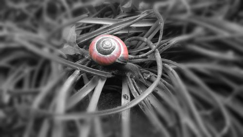 Close-up of red objects on the wall