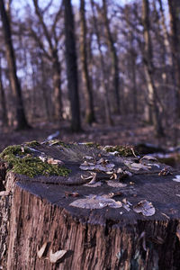 Close-up of tree stump in forest