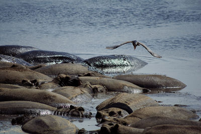 Birds swimming in sea