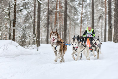 Dog running on snow covered land