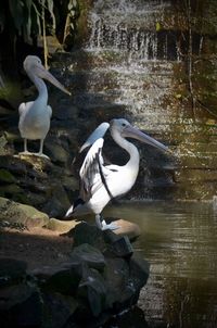 Swan on rock by lake