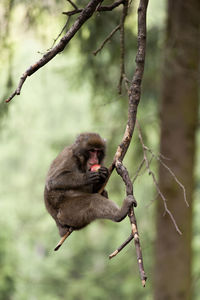 Full length of baboon hanging on branch while eating fruit