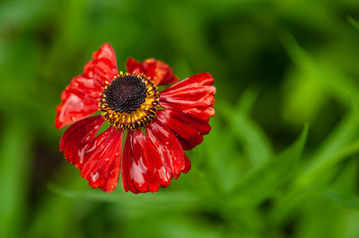 Close-up of red flower