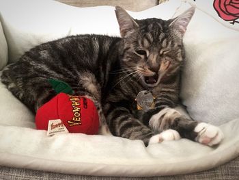 Close-up of cat lying on sofa