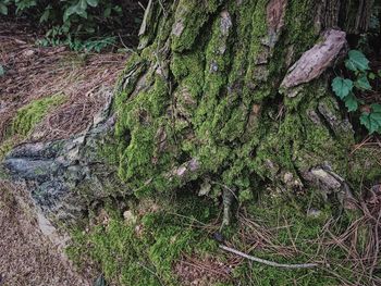 High angle view of tree trunk in forest