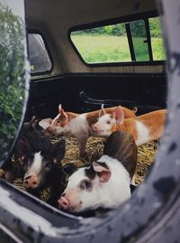 Pigs in a car