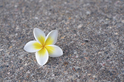 Close-up of white flower