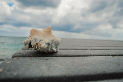 Seashell on a boardwalk, close up