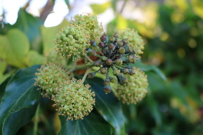 Close-up of fresh green plant