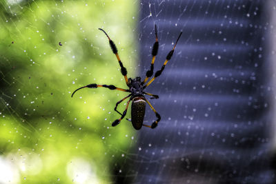 Close-up of spider on plant