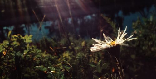 Close-up of flowers blooming outdoors