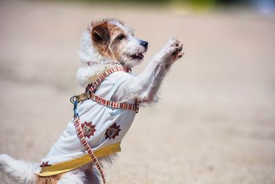  dog on field