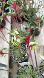 Close up of flower buds