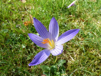 Close-up of purple crocus flower on field