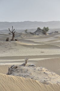 0343 desert poplar-populus euphratica tree-taklamakan desert-diffuse light of dawn. xinjiang-china.