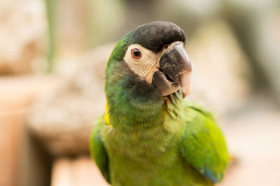 Close-up of parrot