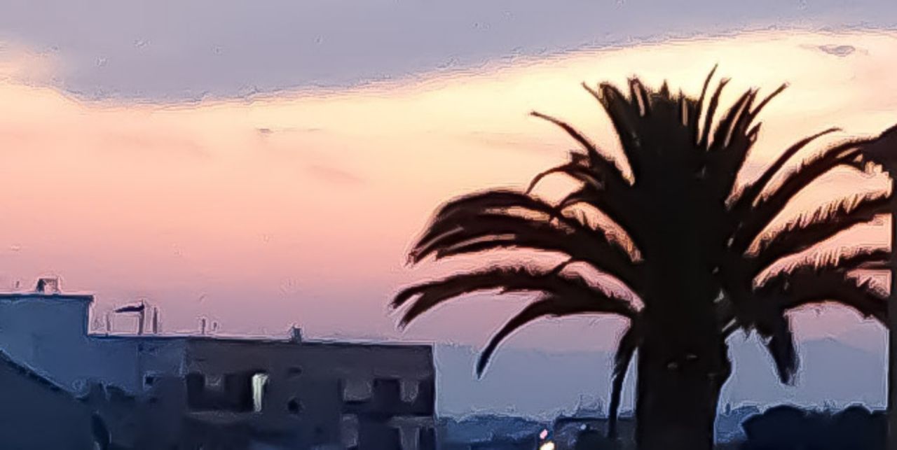 SILHOUETTE OF PALM TREE AND BUILDINGS AGAINST SKY