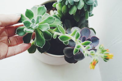 Close-up of hand holding plant