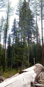 Trees in forest