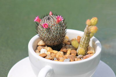 Close-up of cactus in bowl on table