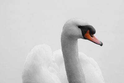 Close-up of swan