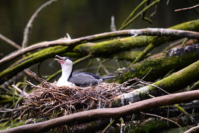 Bird perching on nest