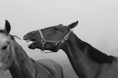 Close-up of a horse