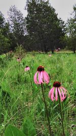 Close-up of pink flowers blooming in field