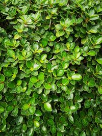 Full frame shot of green leaves